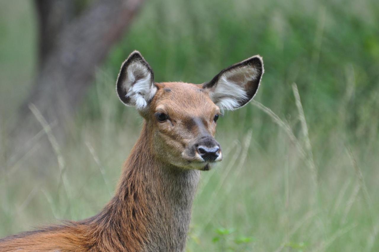 נונספייט Vakantiehuis Vliegend Hert Veluwe מראה חיצוני תמונה