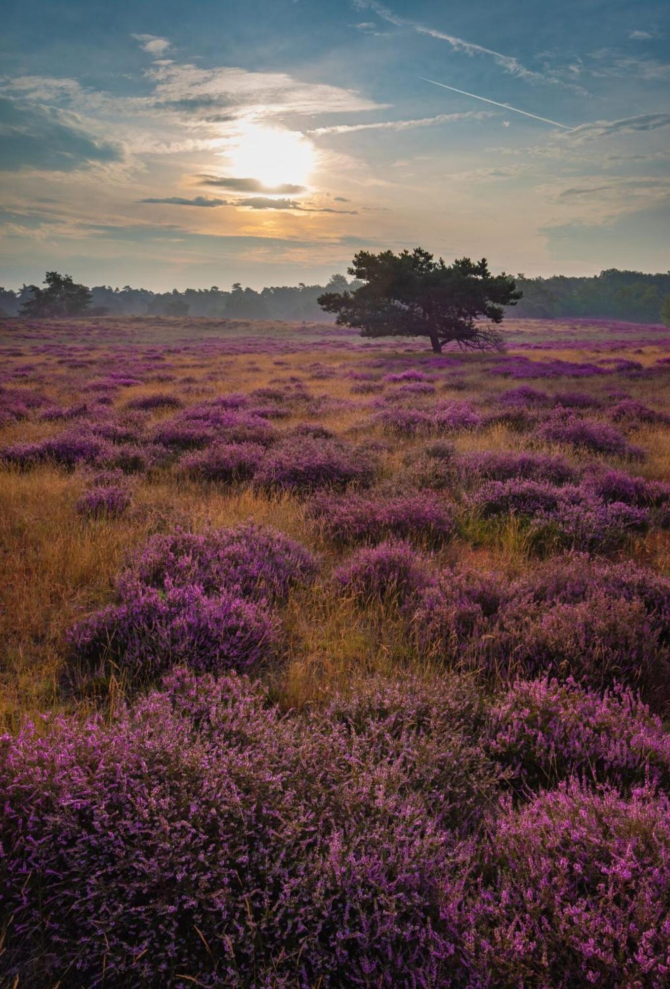נונספייט Vakantiehuis Vliegend Hert Veluwe מראה חיצוני תמונה